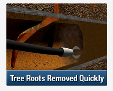 Tree Root Intrusions Lansvale